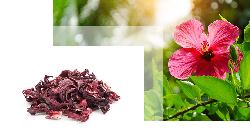 hibiscus pentru slăbire carbunele activ te ajuta la slabit